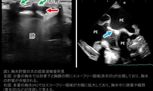 孕妇闻了很多烟味得了咽喉炎有影响吗-孕妇闻了很多烟味得了咽喉炎网 - 网站提供孕妇闻过烟味怎么补救小常识、怀孕闻了烟味就一定会畸形吗